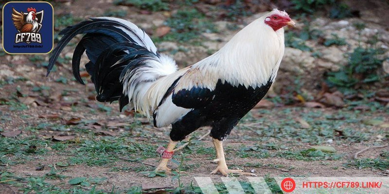 Gà Peru nổi bật với kỹ năng chiến đấu và sự bền bỉ