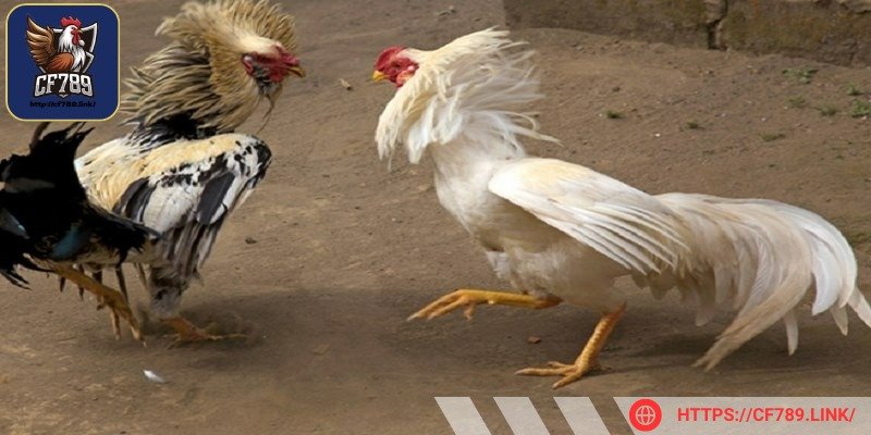 Gà nòi có giá trị rất đặc biệt trong văn hoá nước ta