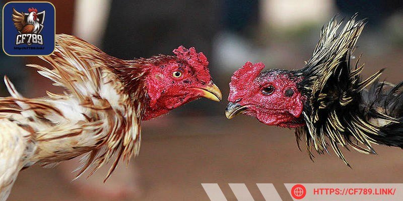 Chăm sóc gà chọi trước khi đi đá là bước cực quan trọng