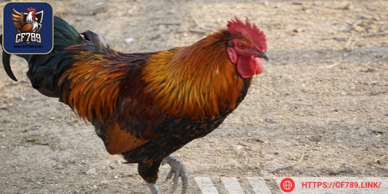 Cải thiện chế độ dinh dưỡng sẽ làm giảm nguy cơ bệnh