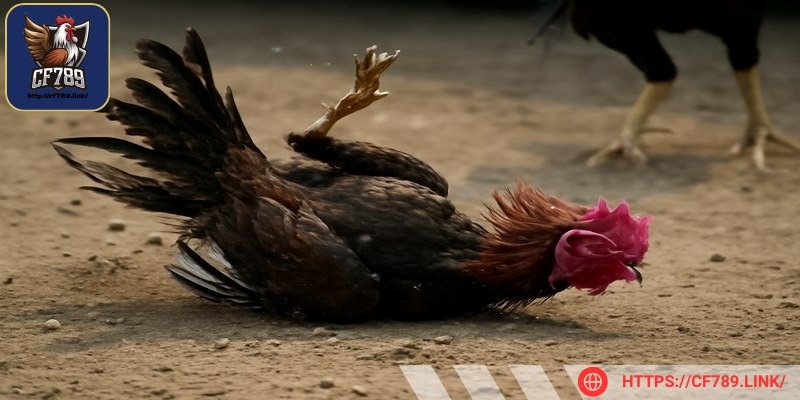 Gà đá hay bị té là vấn đề nên xử lý kịp thời