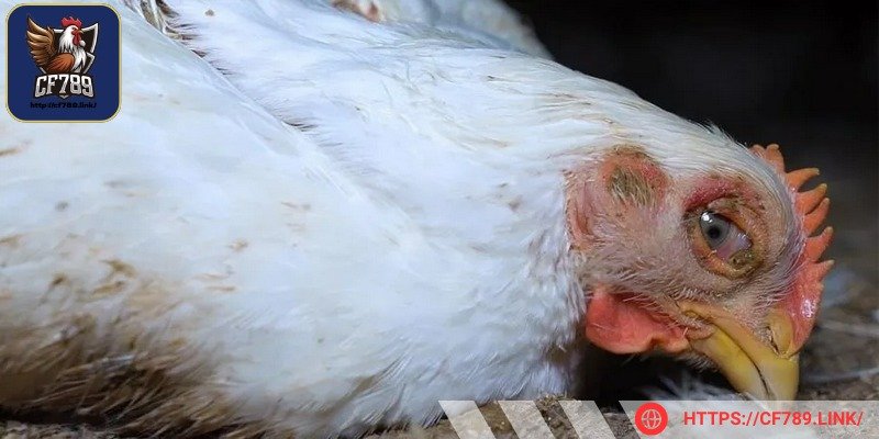 Bệnh này còn ảnh hưởng tới ngành chăn nuôi