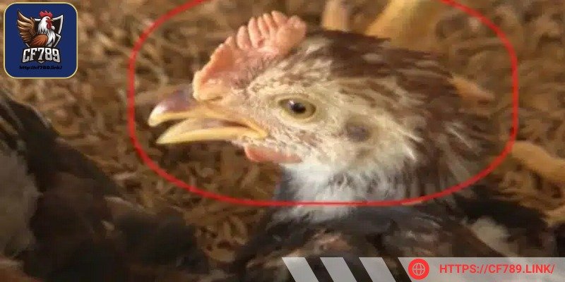 Nguyên nhân gây ra bệnh là virus Paramyxovirus type