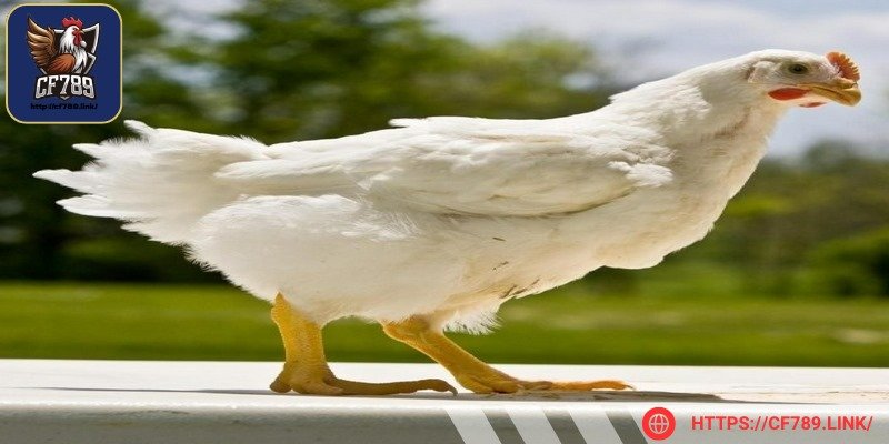 Anh em sẽ có cơ hội giải trí không giới hạn
