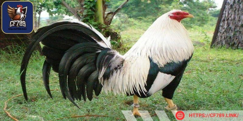 Xem trực tiếp gà Mỹ là hình thức giải trí cực kỳ phổ biến