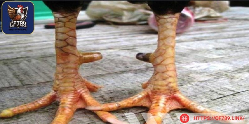 Vảy gà Phủ Địa từ lâu đã trở thành tâm điểm chú ý của các kê sư