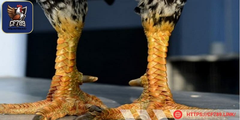 Tâm lý ảnh hưởng tới chiến kê khi thi đấu